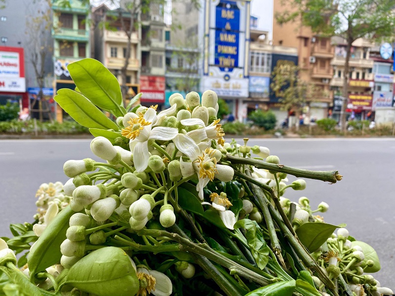 [Ảnh] Hoa bưởi nồng nàn khắp phố phường Hà Nội - Ảnh 8