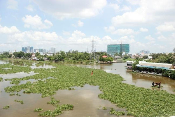 Đề xuất chặn lục bình đổ ra sông Sài Gòn - Ảnh 1