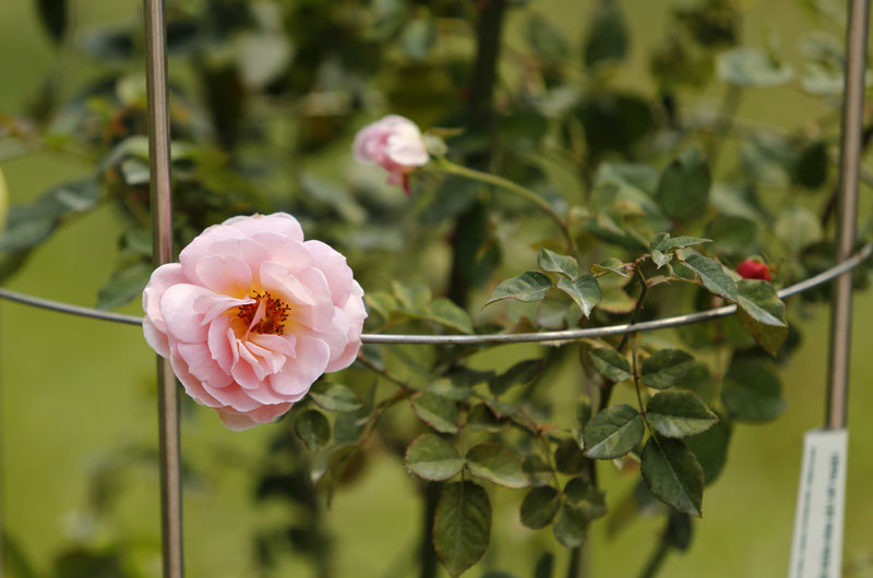 300 loài Hoa hồng vẫy gọi du khách đến công viên Thống Nhất - Ảnh 8