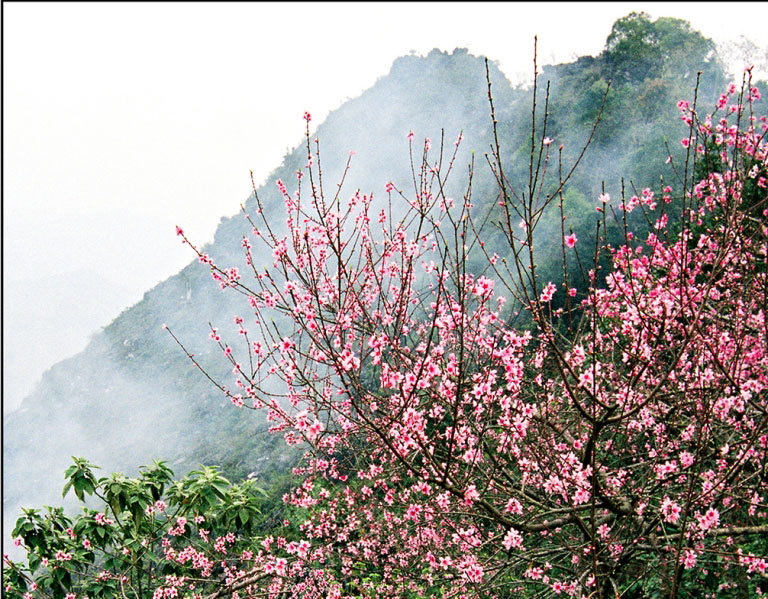 Hoa mận, hoa đào rực rỡ đầu Xuân trên cao nguyên Mộc Châu - Ảnh 1