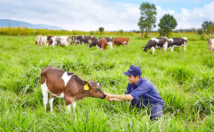 Vinamilk đạt chứng nhận trang trại bò sữa Organic đầu tiên tại Việt Nam - Ảnh 2