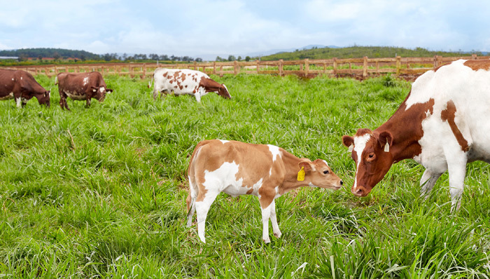 Vinamilk đạt chứng nhận trang trại bò sữa Organic đầu tiên tại Việt Nam - Ảnh 3