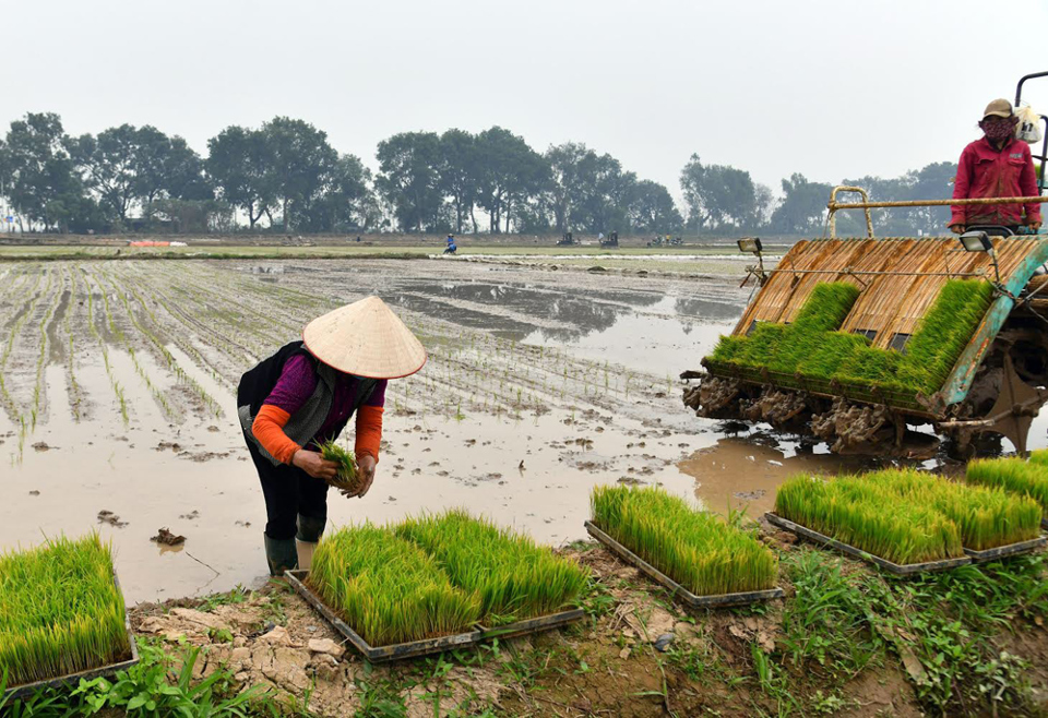 [Ảnh] Bí thư Thành ủy, Chủ tịch UBND TP Hà Nội xuống đồng động viên nông dân sản xuất vụ xuân - Ảnh 6