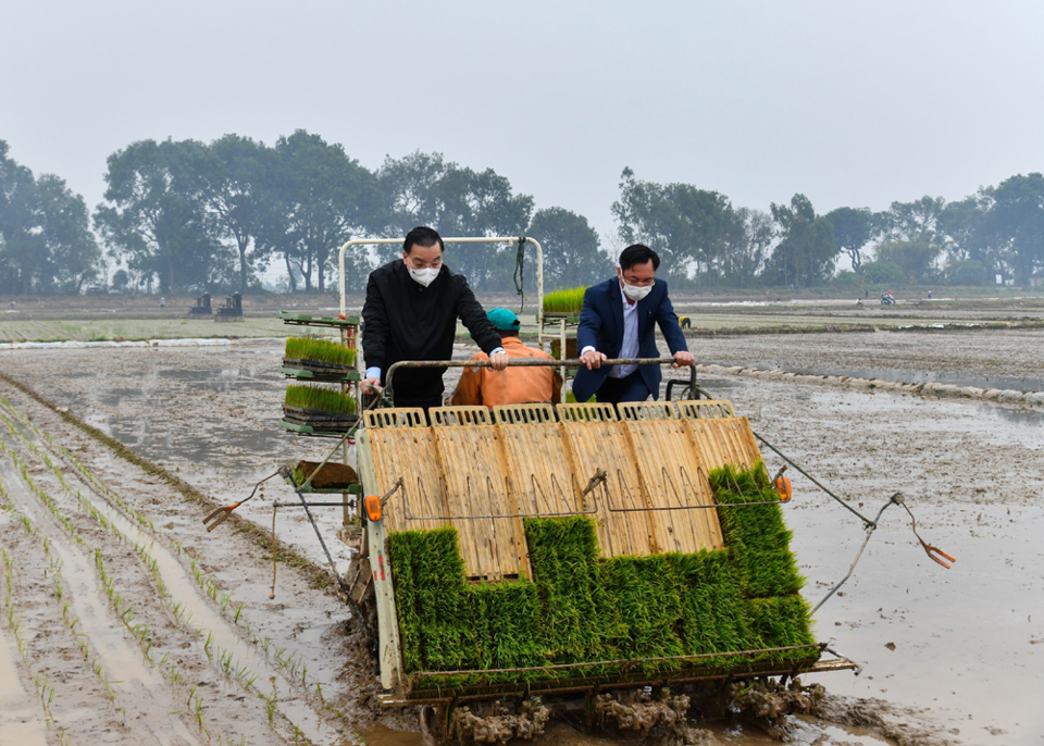 [Ảnh] Bí thư Thành ủy, Chủ tịch UBND TP Hà Nội xuống đồng động viên nông dân sản xuất vụ xuân - Ảnh 4