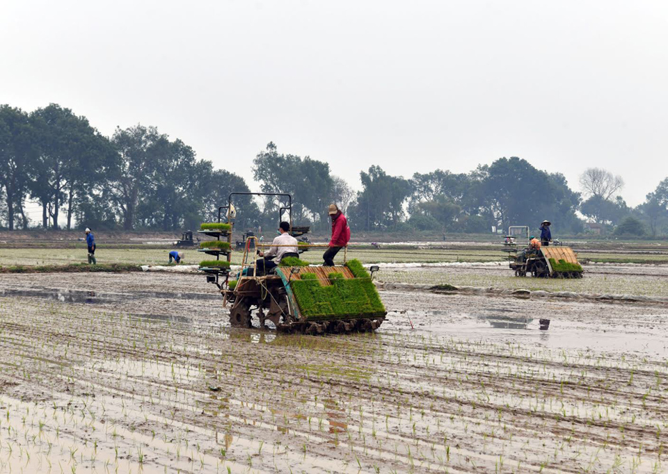 [Ảnh] Bí thư Thành ủy, Chủ tịch UBND TP Hà Nội xuống đồng động viên nông dân sản xuất vụ xuân - Ảnh 5