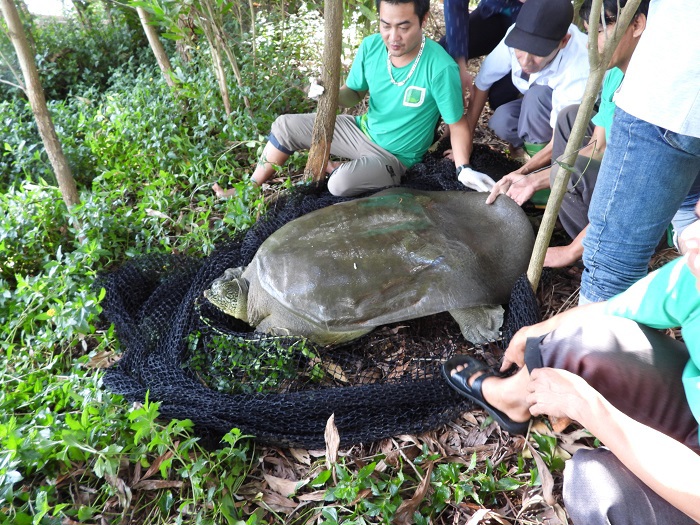Hà Nội: Bắt được 1 cá thể rùa Hoàn Kiếm tại hồ Đồng Mô - Ảnh 6