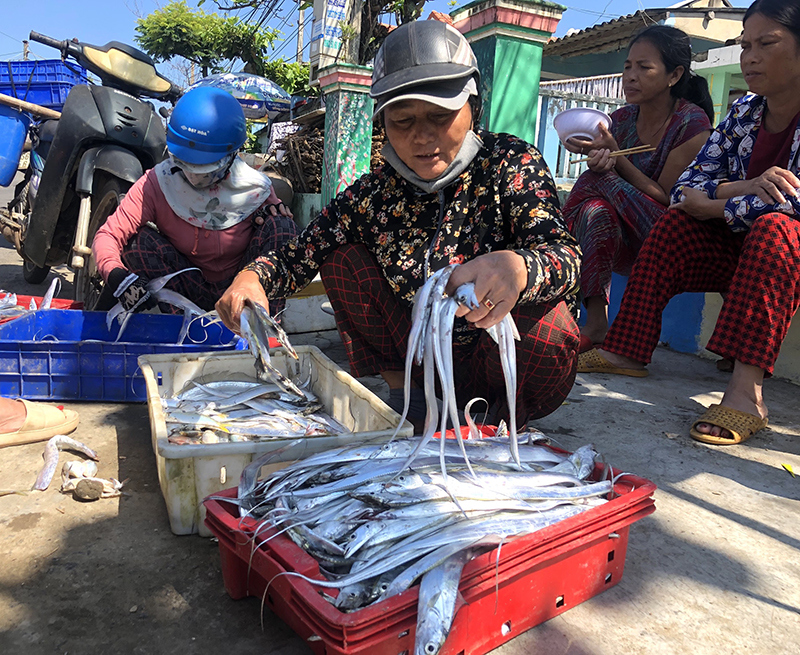 Ngư dân Quảng Nam trúng đậm mùa cá hố - Ảnh 3
