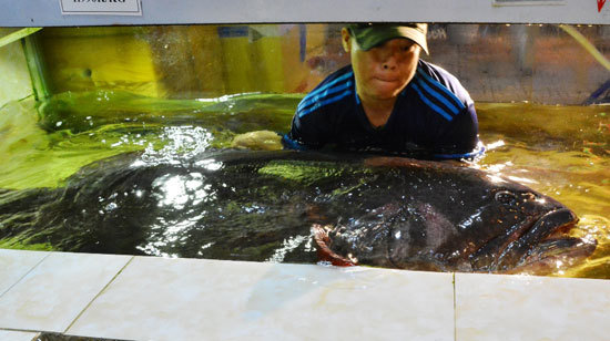 Cá mú nghệ gần 2 tạ được nhập về TP Hồ Chí Minh - Ảnh 2
