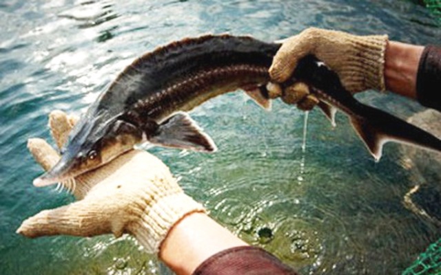 Bộ Nông nghiệp đề nghị kiểm soát chặt cá tầm nhập khẩu làm thương phẩm - Ảnh 1