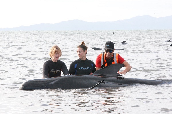 New Zealand hối cả cứu hàng trăm cá voi mắc cạn - Ảnh 3