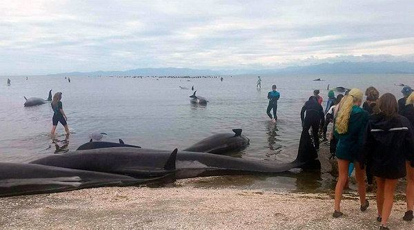 New Zealand hối cả cứu hàng trăm cá voi mắc cạn - Ảnh 1