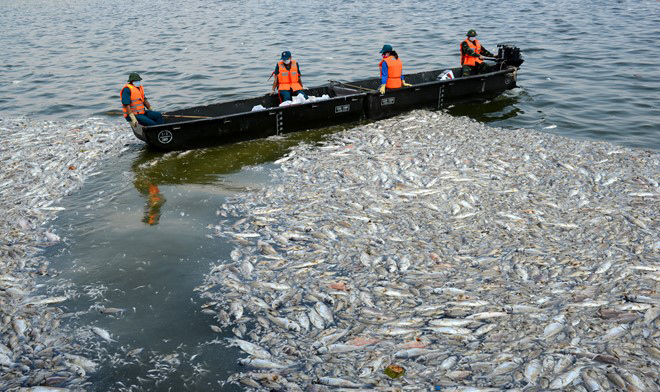 Hà Nội công bố nguyên nhân gây cá chết tại các hồ thời gian qua - Ảnh 1
