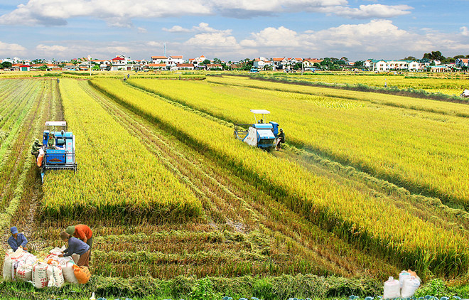 Cải cách nông nghiệp là then chốt để Việt Nam thúc đẩy tăng trưởng - Ảnh 1