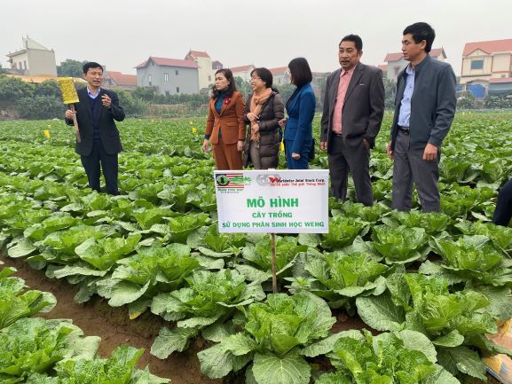 Hà Nội: Su hào, cải thảo đạt chất lượng vượt trội nhờ bón phân sinh học - Ảnh 2