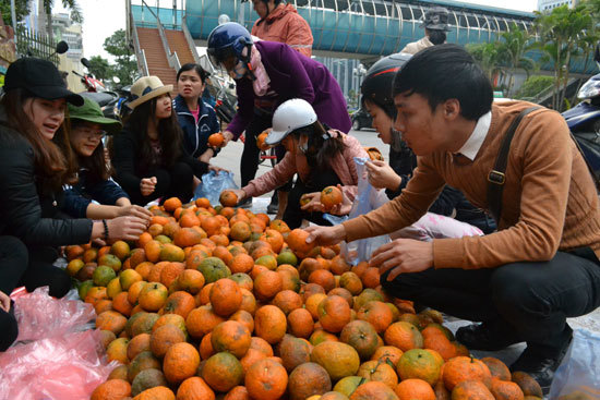 Hỗ trợ bà con, nâng cao thương hiệu cam Hà Giang - Ảnh 1