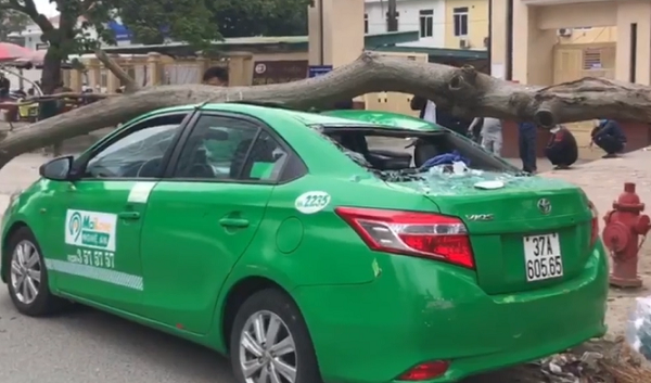 Nghệ An: Tài xế taxi và hành khách hú vía khi cành cây bất ngờ rơi xuống nóc xe - Ảnh 3