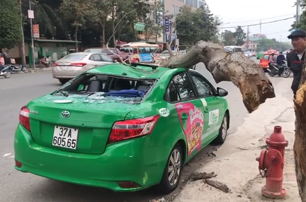 Nghệ An: Tài xế taxi và hành khách hú vía khi cành cây bất ngờ rơi xuống nóc xe - Ảnh 1