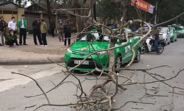 Nghệ An: Tài xế taxi và hành khách hú vía khi cành cây bất ngờ rơi xuống nóc xe - Ảnh 2