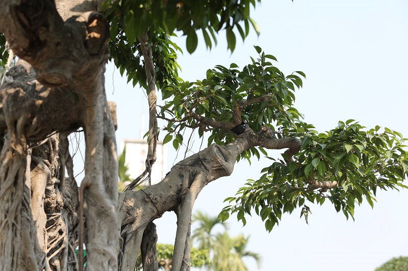 [Ảnh] Cây sanh cổ dáng ‘‘khủng’’ độc đáo tại Festival sinh vật cảnh TP Hà Nội - Ảnh 7