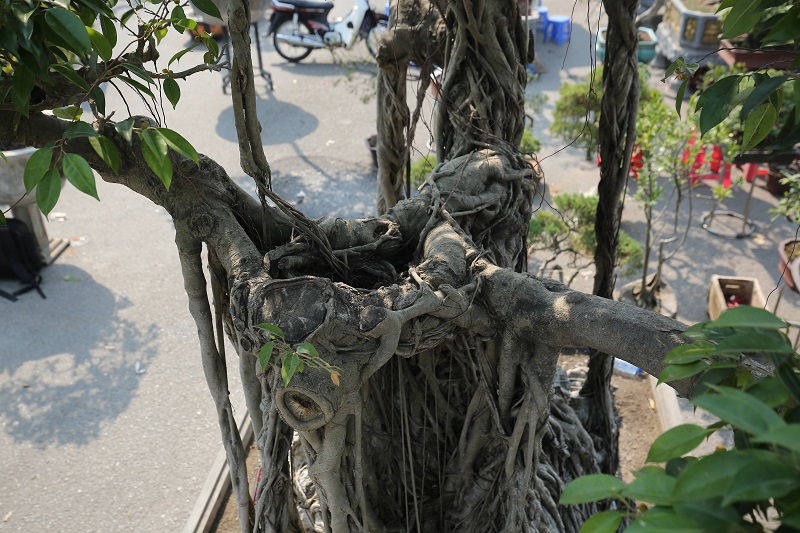 [Ảnh] Cây sanh cổ dáng ‘‘khủng’’ độc đáo tại Festival sinh vật cảnh TP Hà Nội - Ảnh 9