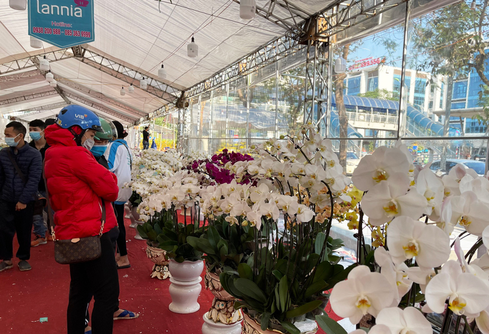 Hà Nội: Nhộn nhịp chợ hoa, cây cảnh chiều 29 Tết - Ảnh 8