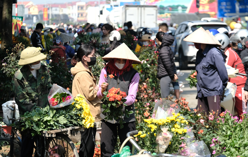 Làng hoa Mê Linh nhộn nhịp trở lại những ngày cận Tết - Ảnh 3