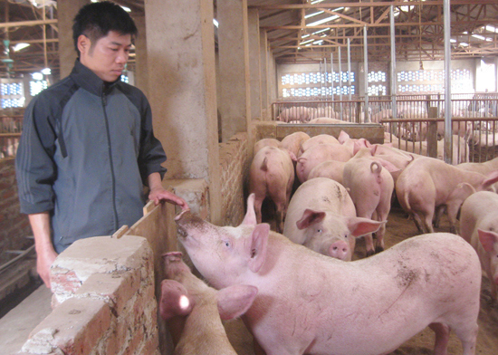 Chống Lạm dụng kháng sinh trong chăn nuôi: Cần chế tài mạnh - Ảnh 1