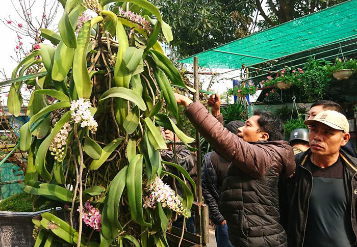 Nhộn nhịp chợ hoa ngày giáp Tết - Ảnh 3