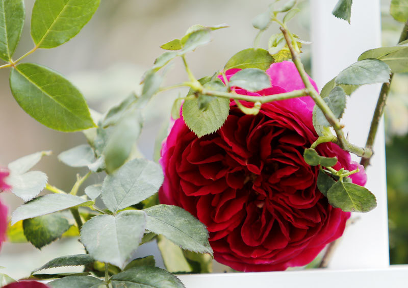 300 loài Hoa hồng vẫy gọi du khách đến công viên Thống Nhất - Ảnh 18