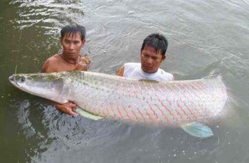 Đại gia Việt bắt cả "quái vật" sông Amazon về chơi - Ảnh 5