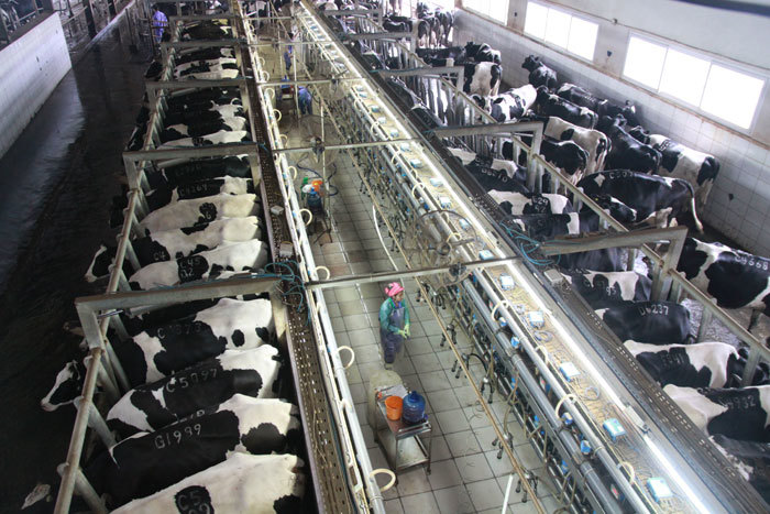 Việt Nam đã có giống bò sữa cho sản lượng 12.000 lít/chu kỳ/năm - Ảnh 2