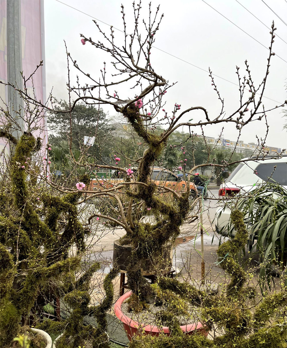 Hà Nội: Những mẫu cây cảnh độc đáo hút khách dịp Tết Nguyên đán Tân Sửu - Ảnh 12