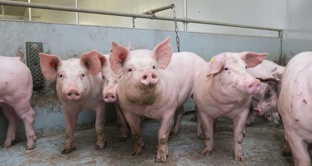 Bộ Nông nghiệp nhận định tình hình dịch tả lợn châu Phi năm 2021 - Ảnh 1