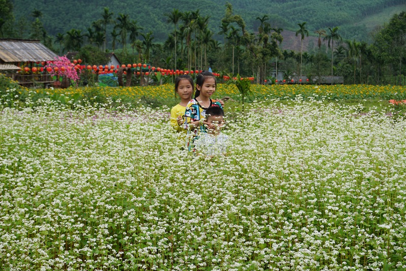 Ngắm hoa vùng Tây Bắc nở giữa miền Trung - Ảnh 1