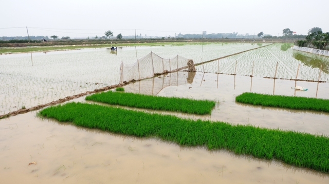Tỷ lệ gieo cấy vụ Xuân 2021 của Hà Nội mới đạt 6,5% - Ảnh 1