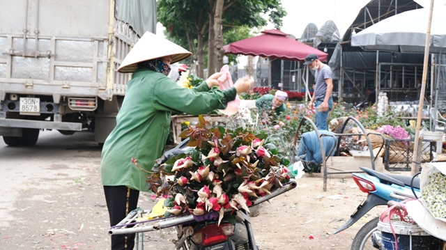 [Ảnh] Vắng người mua, giá hoa Tết tại huyện Mê Linh giảm gần 50% - Ảnh 4