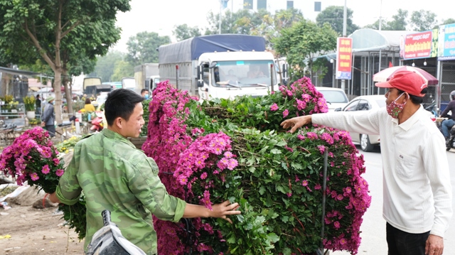 [Ảnh] Vắng người mua, giá hoa Tết tại huyện Mê Linh giảm gần 50% - Ảnh 3