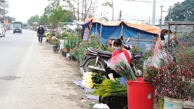 [Ảnh] Vắng người mua, giá hoa Tết tại huyện Mê Linh giảm gần 50% - Ảnh 6