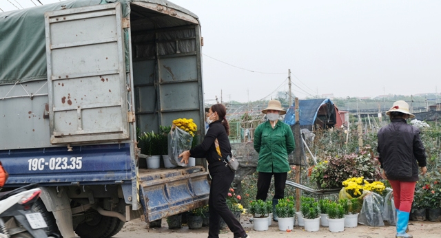 [Ảnh] Vắng người mua, giá hoa Tết tại huyện Mê Linh giảm gần 50% - Ảnh 7
