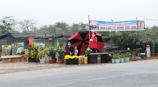 [Ảnh] Vắng người mua, giá hoa Tết tại huyện Mê Linh giảm gần 50% - Ảnh 2