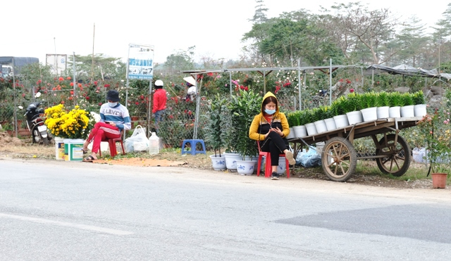 [Ảnh] Vắng người mua, giá hoa Tết tại huyện Mê Linh giảm gần 50% - Ảnh 8