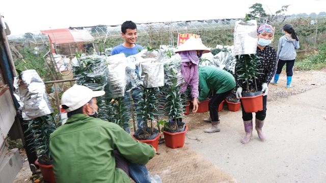 [Ảnh] Vắng người mua, giá hoa Tết tại huyện Mê Linh giảm gần 50% - Ảnh 5