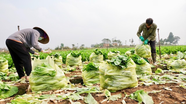 Hà Nội: Vì sao nông sản ở huyện Mê Linh rớt giá? - Ảnh 1