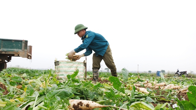 Hỗ trợ tiêu thụ gần 900 tấn củ cải, cà chua cho nông dân huyện Mê Linh - Ảnh 1