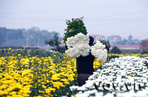 Điểm danh 12 làng hoa tuyệt đẹp tại Hà Nội - Ảnh 3