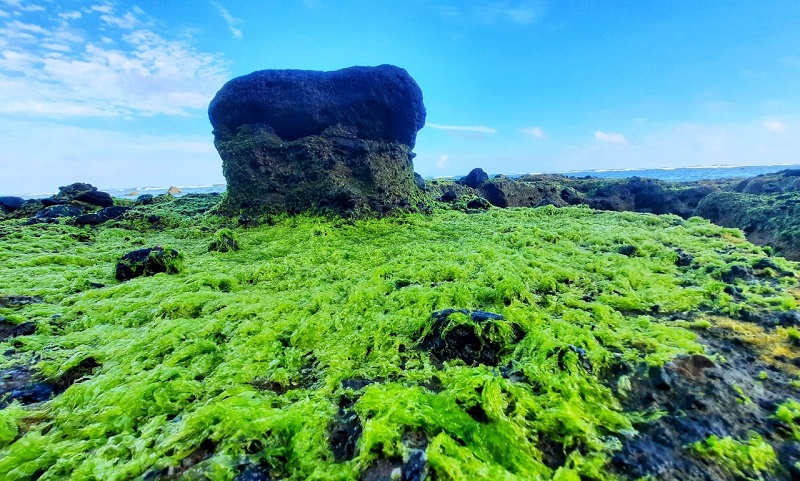 Mùa xuân ra ngắm rêu ở đảo Lý Sơn - Ảnh 8
