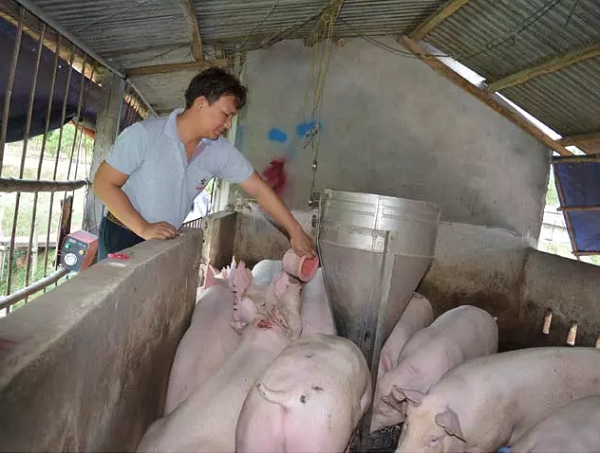 Nông dân Đồng Nai bán tháo trại chăn nuôi vì lợn tụt giá thảm - Ảnh 1