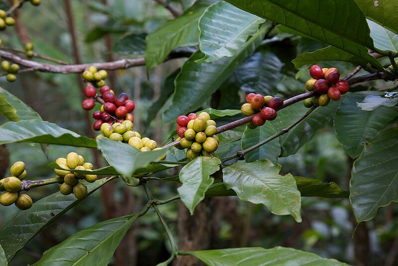 Giá cà phê hôm nay 10/3: Robusta tăng mạnh, vượt mốc 1.400 USD/tấn - Ảnh 1