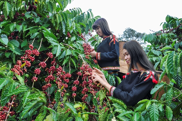 Giá cà phê hôm nay 11/1: Doanh nghiệp Việt thích ứng trong đại dịch, tin tưởng triển vọng năm 2021 - Ảnh 1