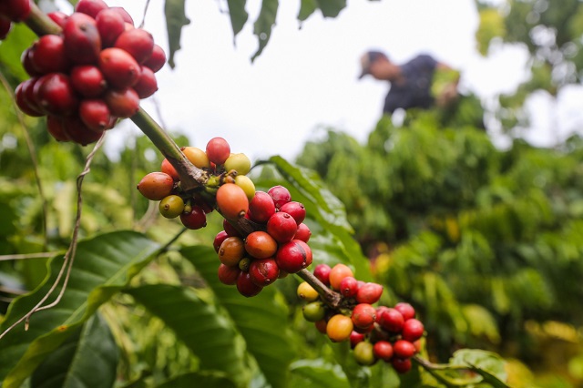 Giá cà phê hôm nay 11/11: Đồng loạt vượt mốc 33.000 đồng/kg, giá dự báo lên 34 triệu đồng/tấn - Ảnh 1